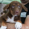 adoptable Dog in , DC named Moose