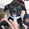 adoptable Dog in , DC named Magnus
