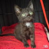 adoptable Cat in , DC named Tooth Fairy