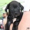adoptable Dog in  named Kenobi