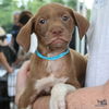 adoptable Dog in Washington, DC named Komet