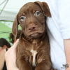 adoptable Dog in Washington, DC named Kido