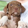 adoptable Dog in Washington, DC named Ketty