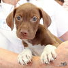 adoptable Dog in Washington, DC named Karoll