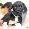adoptable Dog in Washington, DC named Kisses