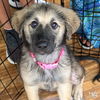 adoptable Dog in  named Mixy