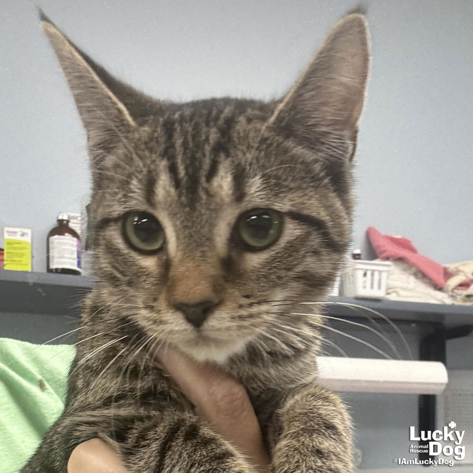 adoptable Cat in Washington, DC named Scootaloo
