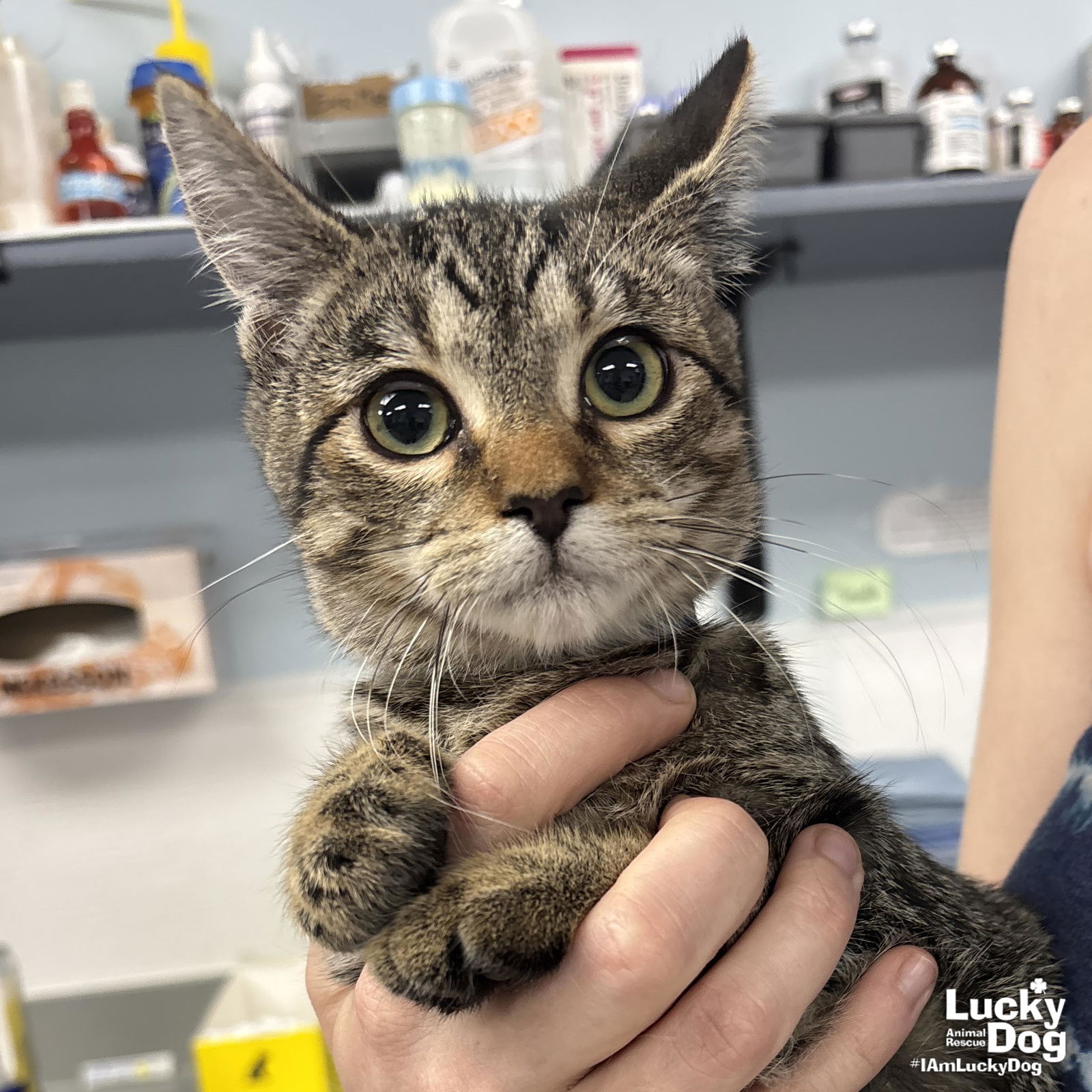 adoptable Cat in Washington, DC named Sweetiebelle