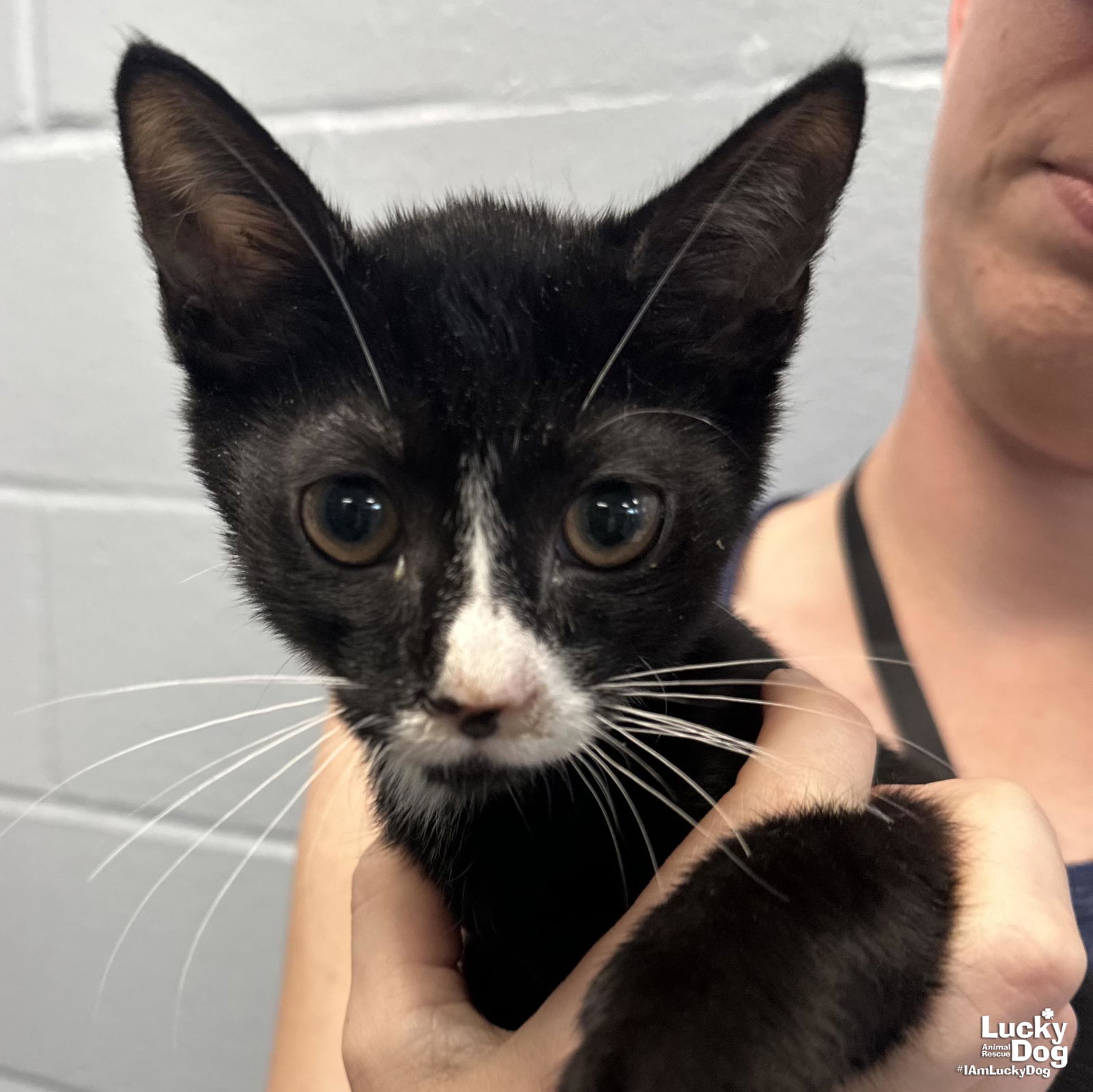 adoptable Cat in Washington, DC named Moonpie