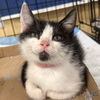 adoptable Cat in Washington, DC named Emily