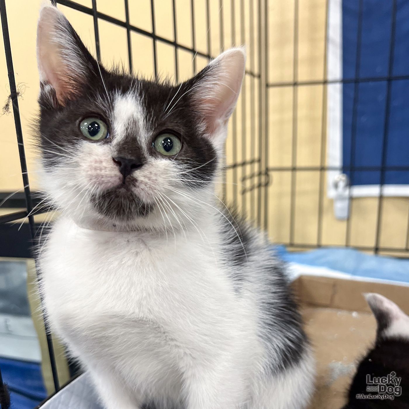 adoptable Cat in Washington, DC named Emmett