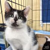 adoptable Cat in Washington, DC named Emmett