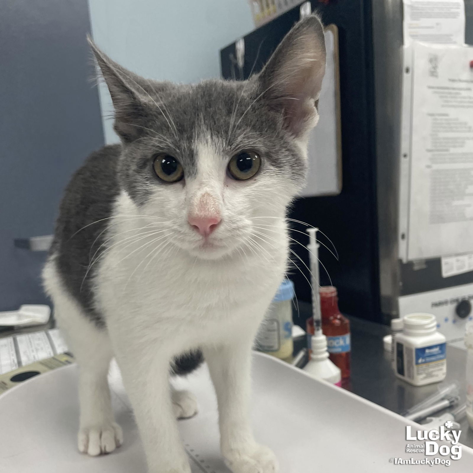 adoptable Cat in Washington, DC named Obsidian