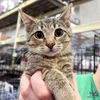 adoptable Cat in Washington, DC named Parsnip