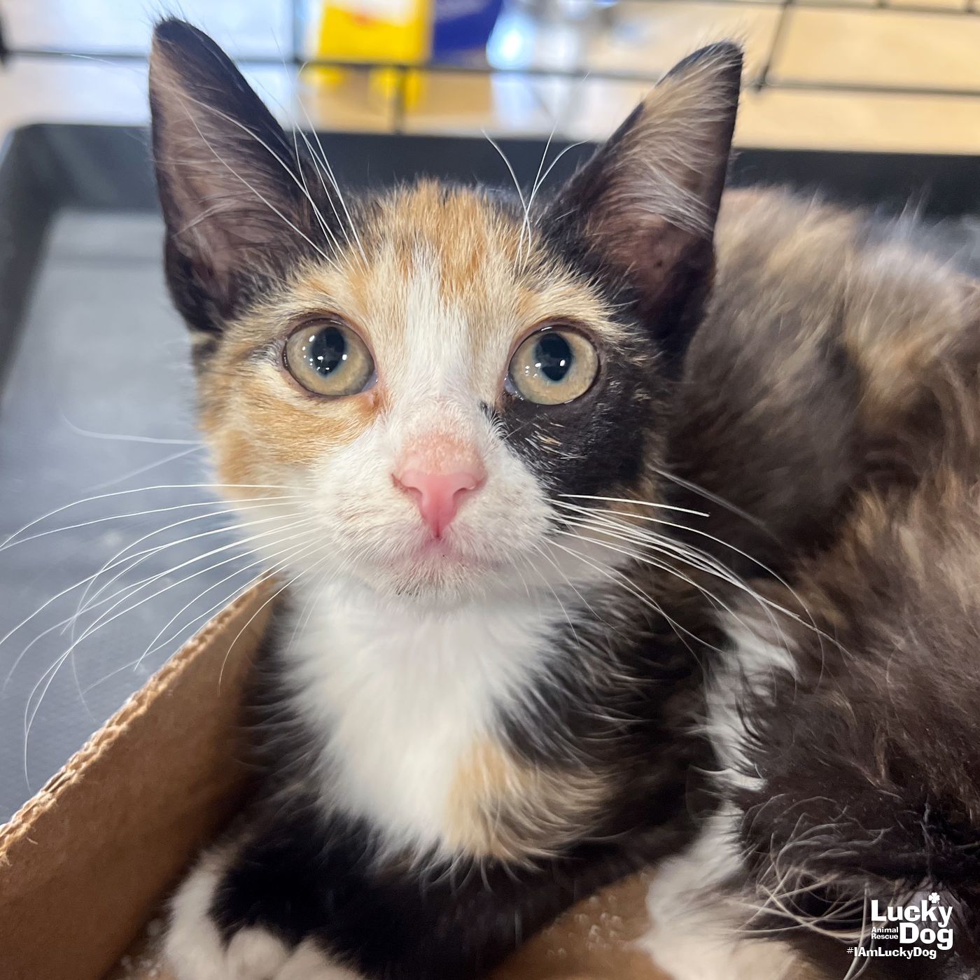 adoptable Cat in Washington, DC named Alyssa