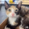 adoptable Cat in , DC named Alyssa