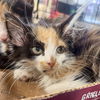 adoptable Cat in , DC named Ali