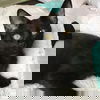 adoptable Cat in Washington, DC named Pineapple