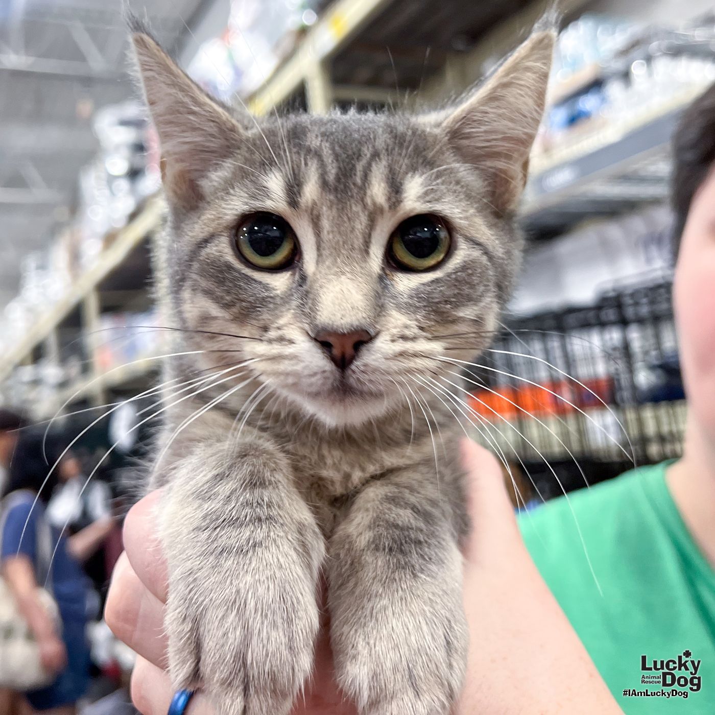 adoptable Cat in Washington, DC named Pepper