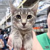 adoptable Cat in Washington, DC named Pepper