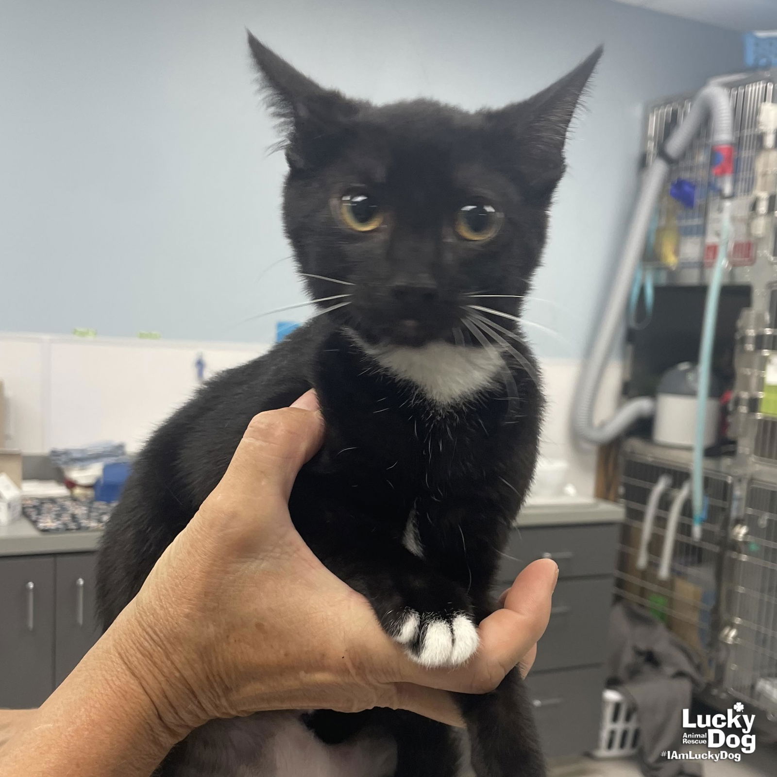 adoptable Cat in Washington, DC named Onyx