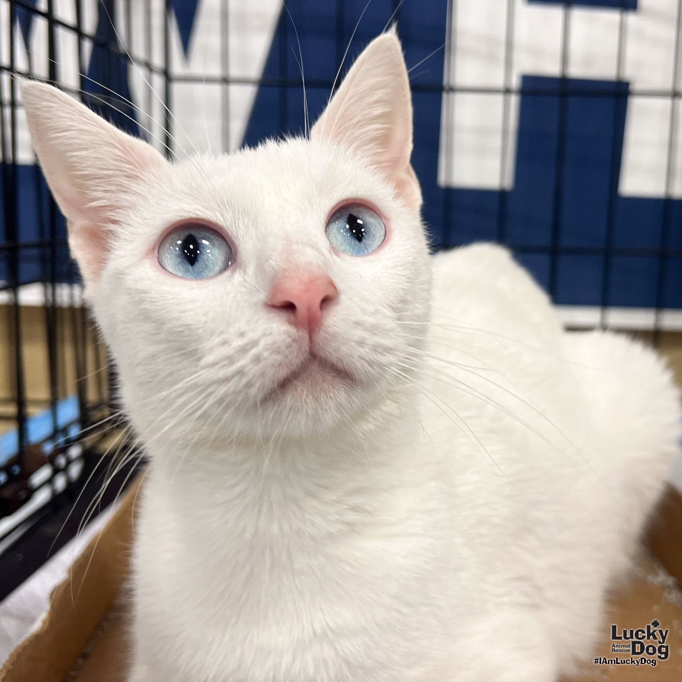 adoptable Cat in Washington, DC named Georgia