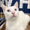adoptable Cat in Washington, DC named Georgia