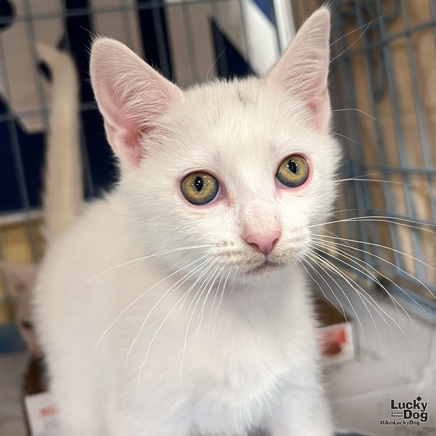 adoptable Cat in Washington, DC named Giselle