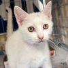 adoptable Cat in Washington, DC named Giselle
