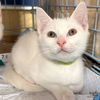 adoptable Cat in Washington, DC named Gustavo