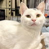 adoptable Cat in Washington, DC named Tippy