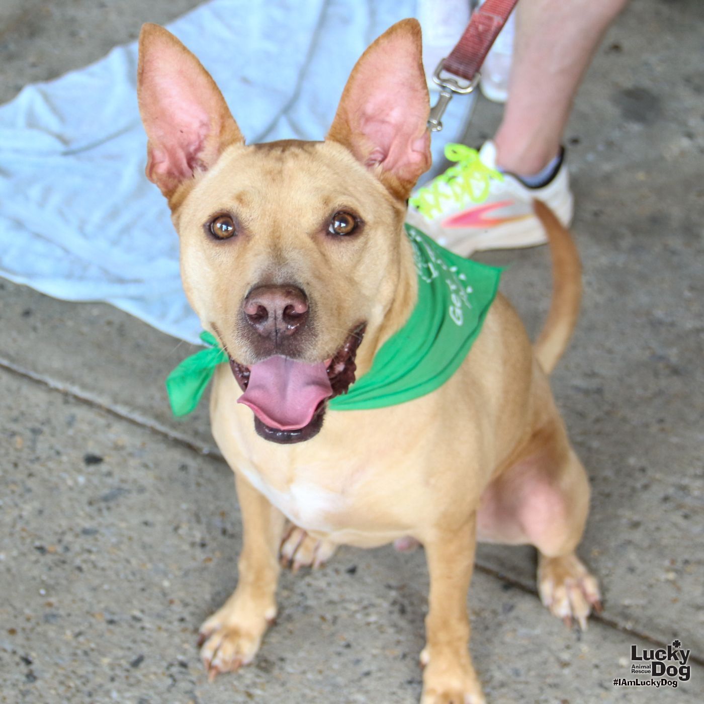 adoptable Dog in Washington, DC named Kimble