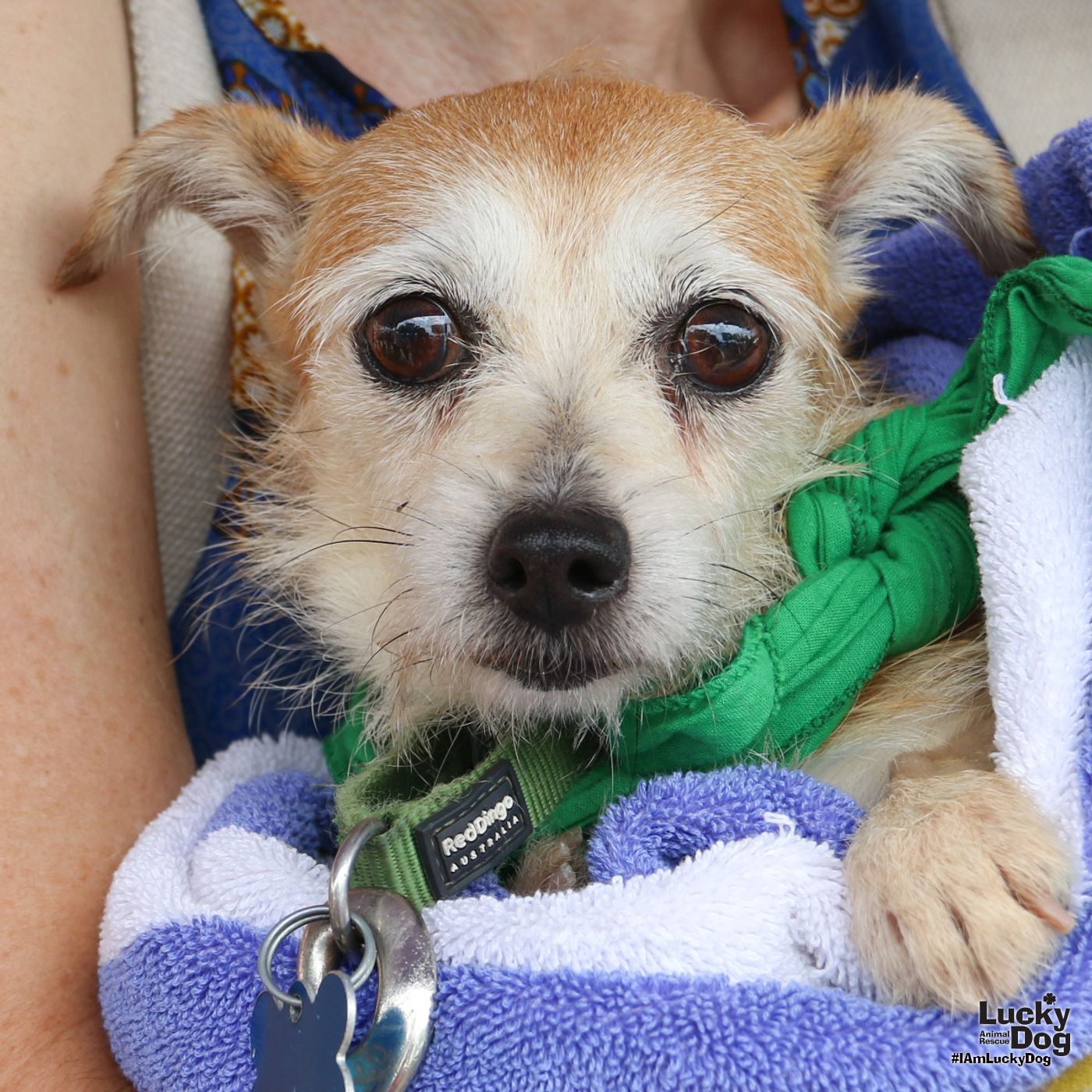 adoptable Dog in Washington, DC named Lindsay