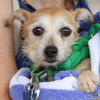 adoptable Dog in Washington, DC named Lindsay