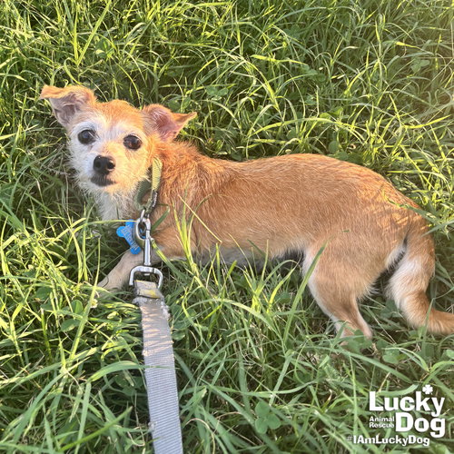 LINDSAY - Terrier / Wirehaired Fox Terrier available for adoption