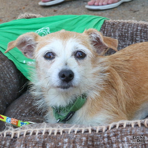 LINDSAY - Terrier / Wirehaired Fox Terrier available for adoption