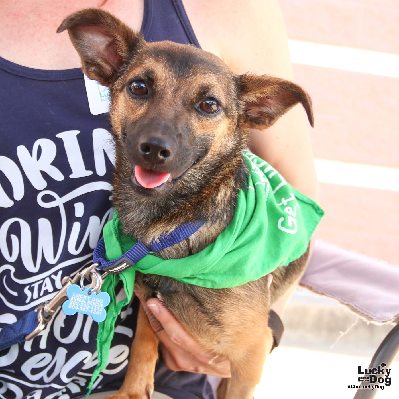 adoptable Dog in Washington, DC named Lucille