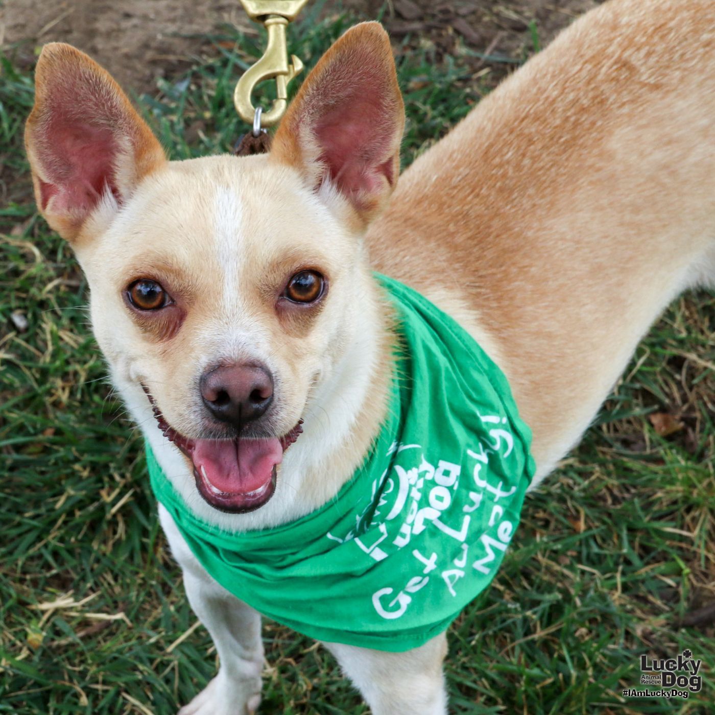 adoptable Dog in Washington, DC named Corrine