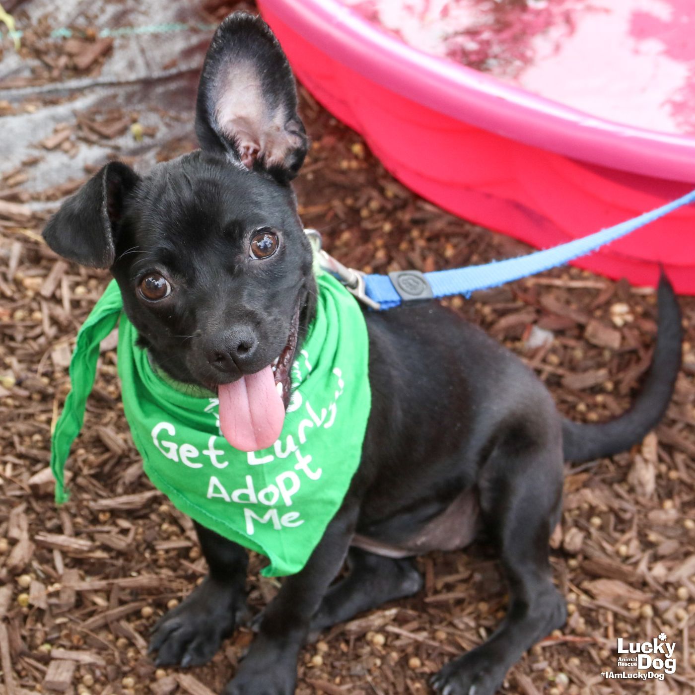 adoptable Dog in Washington, DC named Pippa