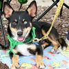adoptable Dog in Washington, DC named Guppie