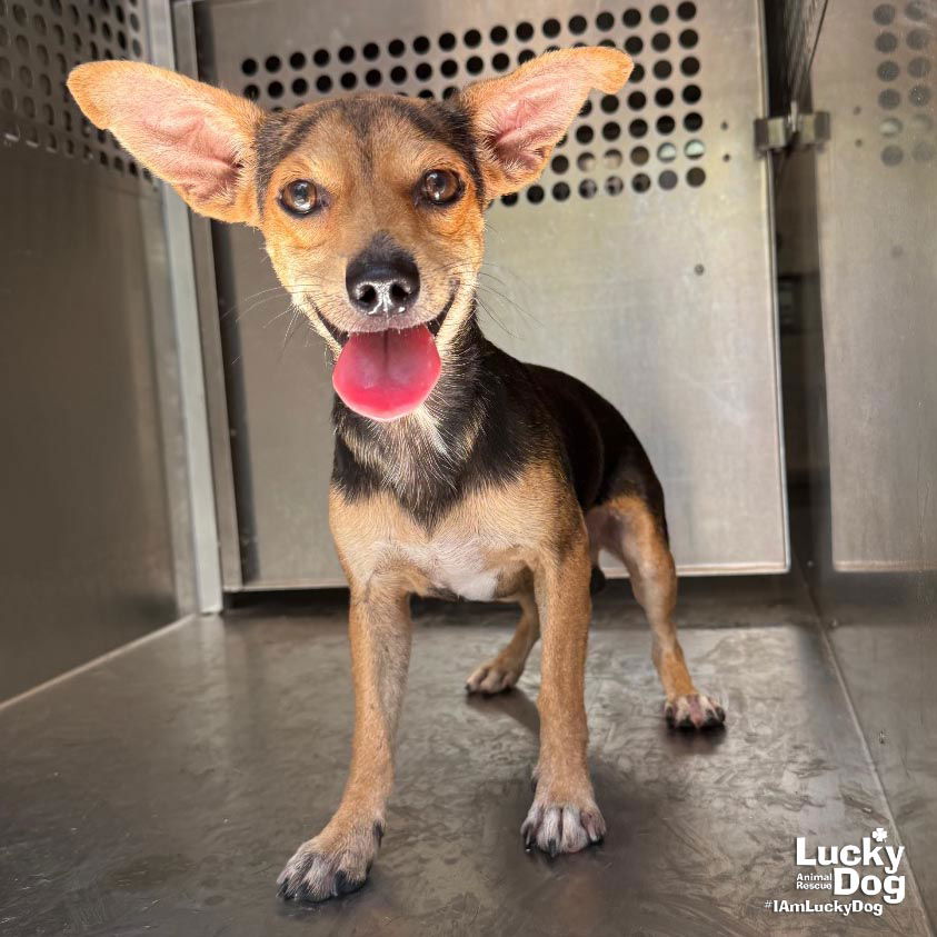 adoptable Dog in Washington, DC named Peanut Brittle