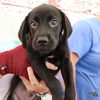 adoptable Dog in Washington, DC named Parker