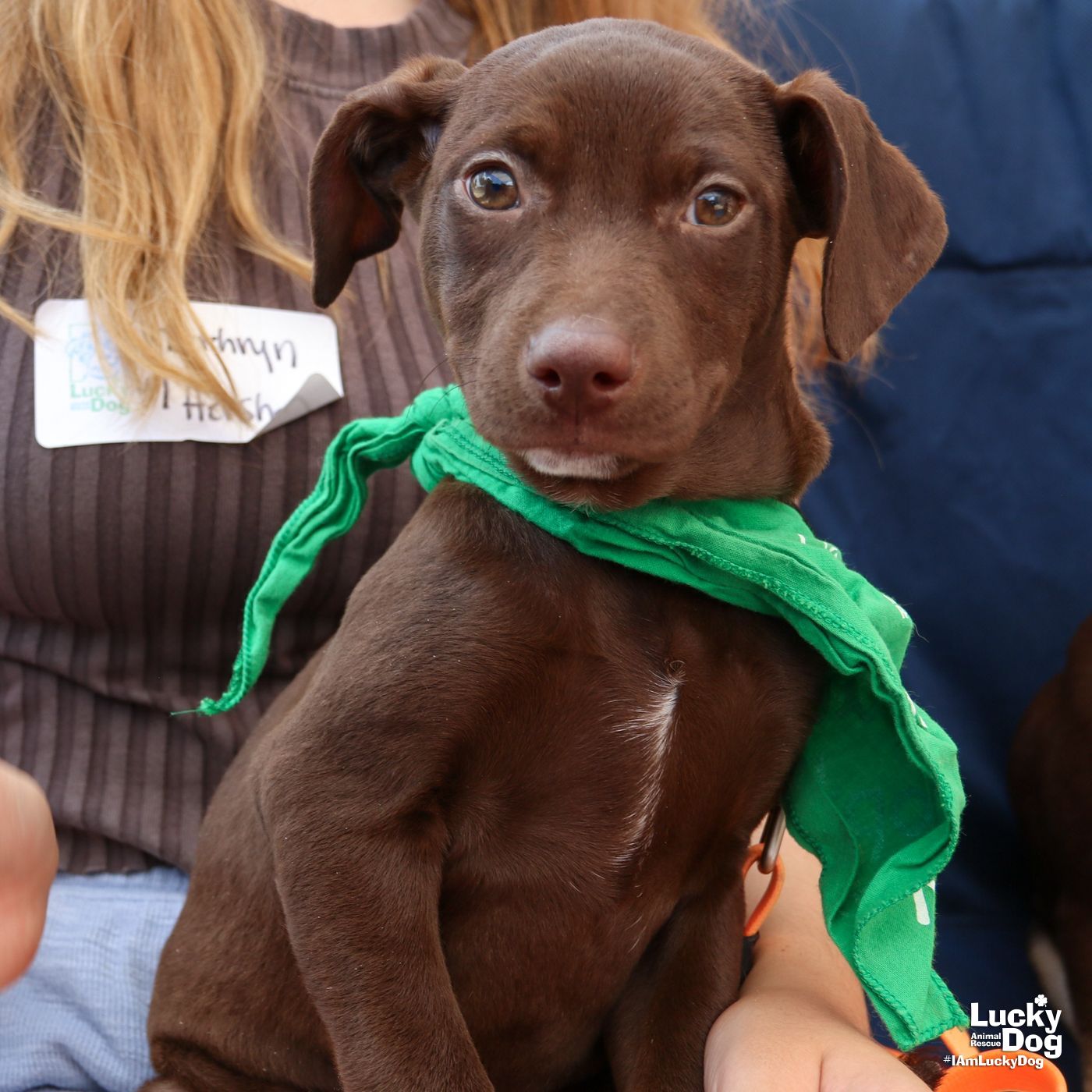 adoptable Dog in Washington, DC named Hershey