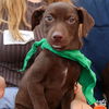 adoptable Dog in  named Hershey