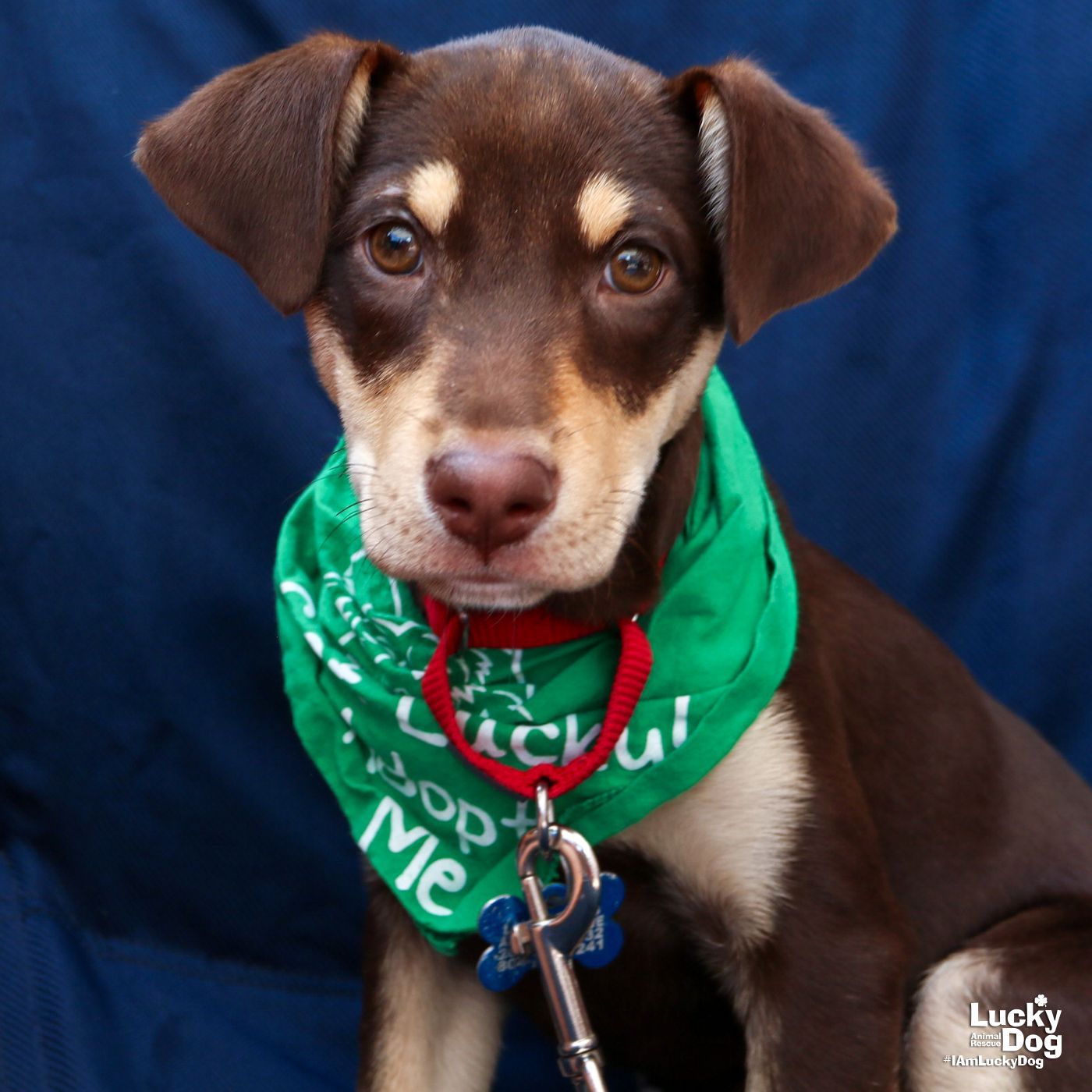 adoptable Dog in Washington, DC named Harmony
