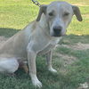 adoptable Dog in Washington, DC named Bennie