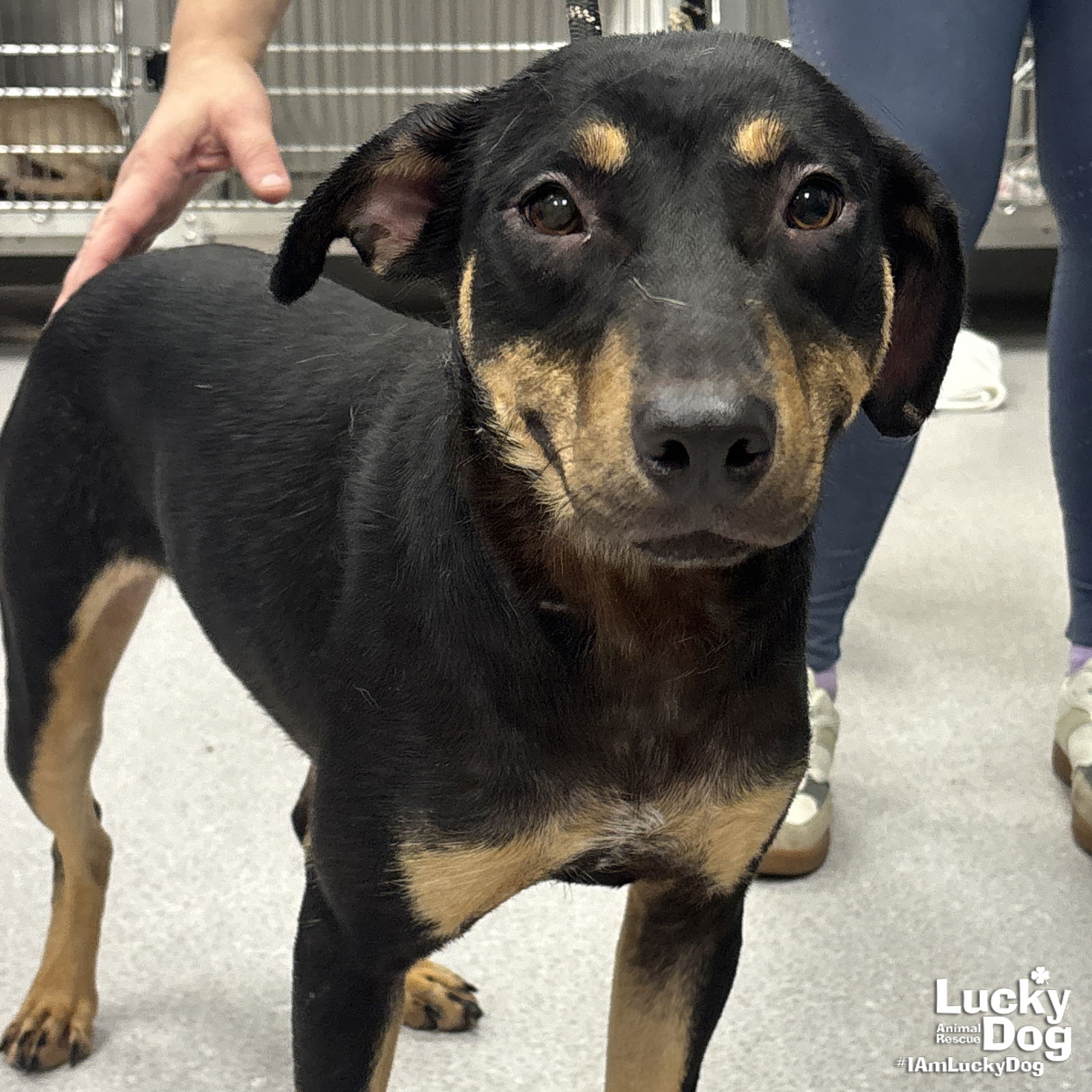adoptable Dog in Washington, DC named Dixieland