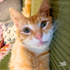 adoptable Cat in , DC named Amarelo
