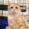 adoptable Cat in Washington, DC named Amarelo