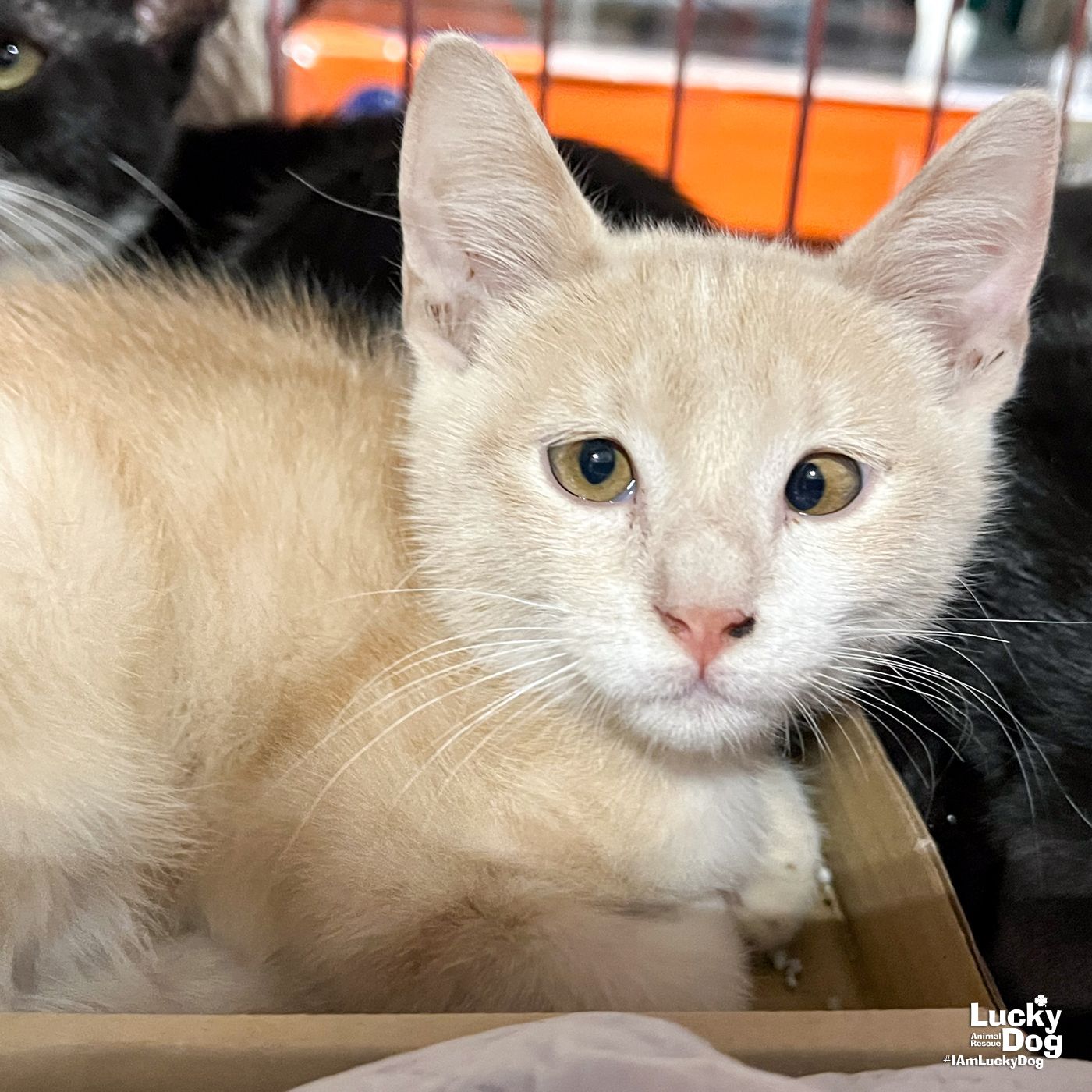 adoptable Cat in Washington, DC named Jarvis